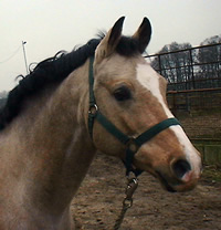 pferdekopf2m
